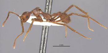 Media type: image;   Entomology 21135 Aspect: habitus lateral view